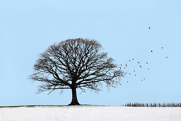 Image showing Oak Tree in Winter
