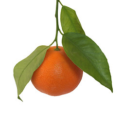 Image showing Tangerine