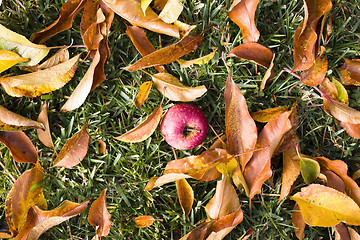 Image showing Apple and Leaves on Grass