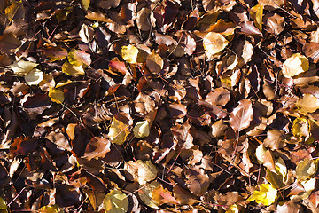 Image showing Autumn Leaves