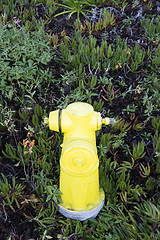 Image showing Fire Hydrant