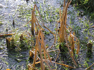 Image showing reed and grass