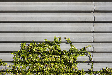 Image showing Concrete Wall and Vegetation