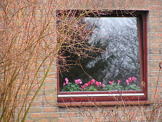 Image showing flower window