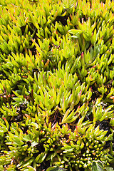 Image showing Green Outdoor Plant