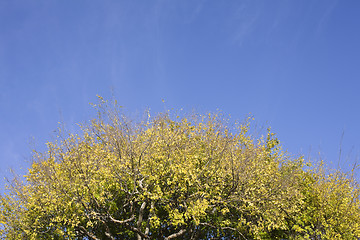 Image showing Treetop and Sky