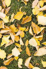 Image showing Leaves on Grass