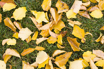 Image showing Leaves on Grass