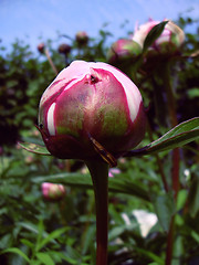 Image showing bud of a peony