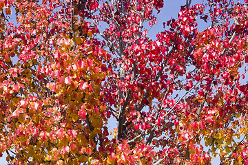 Image showing Autumn Leaves on Tree