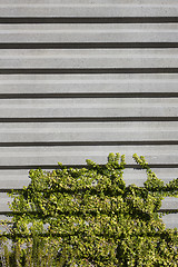 Image showing Concrete Wall and Vegetation