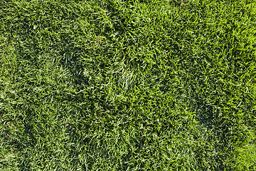 Image showing Grass Texture