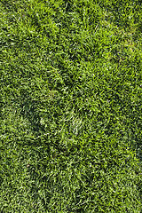 Image showing Grass Texture