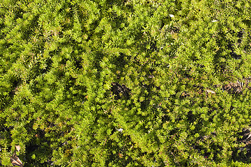 Image showing Green Outdoor Bushes