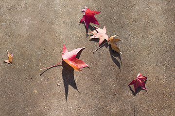 Image showing Leaves on Cement