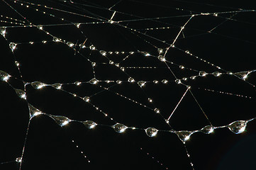 Image showing Drops on the web