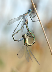 Image showing Two dragonflies 