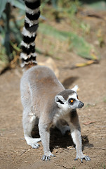 Image showing Lemurs 