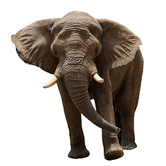 Image showing Elephant