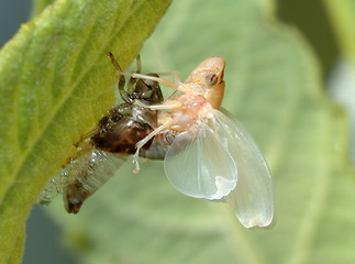 Image showing Birth of a cicada (1)