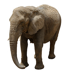 Image showing Elephant 