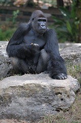 Image showing Gorilla