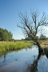 Image showing Stream and tree 