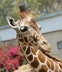 Image showing Giraffe.