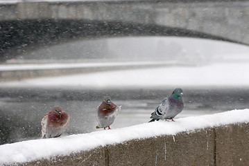 Image showing Pigeons winter 