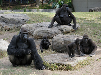 Image showing Gorilla