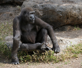 Image showing Gorilla