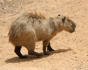 Image showing Agouti