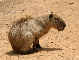 Image showing Agouti