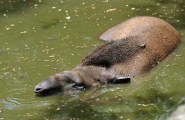 Image showing Tapir 