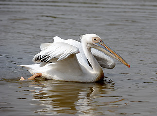 Image showing Pelican. 