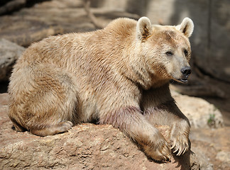 Image showing Bear 