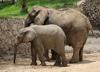 Image showing Elephant 