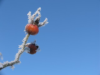 Image showing Frosty hip