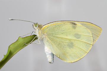 Image showing Butterfly 