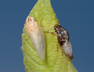 Image showing Birth of a cicada (3)