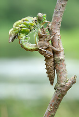 Image showing Birth of a dragonfly (series 5 photos) 