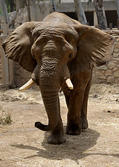 Image showing Elephant 