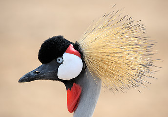 Image showing Crowned Crane 