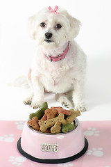 Image showing Pampered Pooch