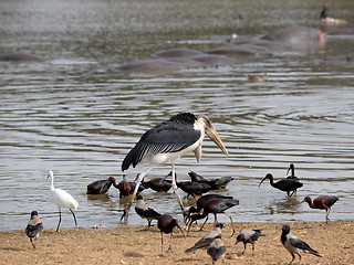 Image showing Marabou 