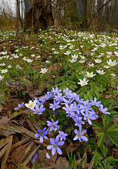 Image showing Spring 