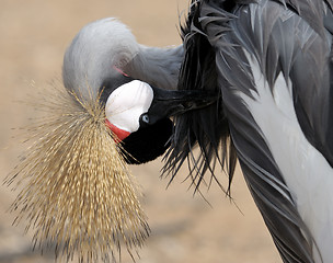 Image showing Crowned Crane cleaning feathers.