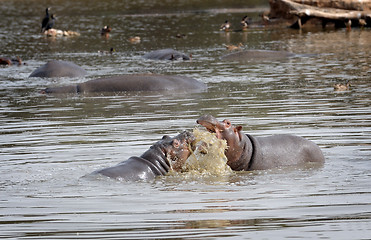 Image showing Hippopotami - rivals.