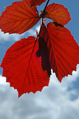 Image showing 
Red leaves