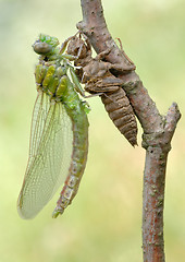 Image showing Birth of a dragonfly (series 5 photos) 